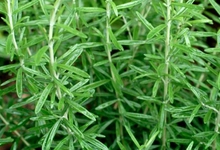 Biberiye Ağacı Nasıl Yetiştirilir Biberiye Ağacı Nasıl Yetiştirilir