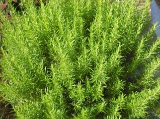 Biberiye Bakımı Nasıl Olmalıdır? Biberiye Bakımı Nasıl Olmalıdır?