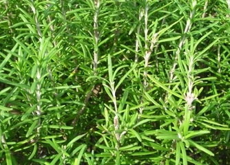 Biberiyenin Faydaları Nelerdir? Biberiyenin Faydaları Nelerdir?